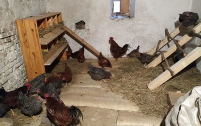 Kterak jsme ke slepicím přišli